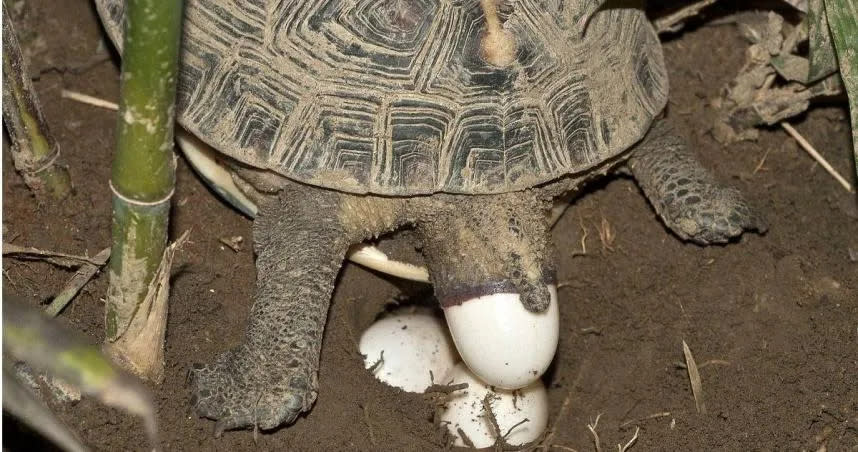 <strong>食蛇龜數量稀少、瀕近絕種，翡翠水庫則在2013年成立保育區，2017年更被拍到食蛇龜下蛋的珍貴畫面。（圖／翡管局提供）</strong>
