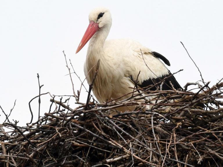 A pair of white storks are set to become the first to breed in the wild in Britain since the 15th century. Nesting on an ancient oak tree on the 1,400-hectare rewilded Knepp estate in Sussex, the long-legged birds are sitting on three eggs which are due to hatch in June. While white storks sometimes fly over the UK, the last chick to hatch on British soil is believed to have been born on Edinburgh's St Giles’ Cathedral in 1416. Their return is part of an ambitious reintroduction programme to establish a stable wild population of storks by 2030.Mary Davies, a species recovery officer with the Royal Society for the Protection of Birds (RSPB), told The Independent: “This news is great to hear and we’ll be watching with interest to see how the reintroduction develops."Author Isabella Tree, who owns the Knepp estate said that the parents-to-be were juveniles and their future was still uncertain.“We watched them poking around with twigs and fighting over where to put a twig and we thought they were never going to build a nest, but it just grew like magic”, she told The Guardian. “Who knows if they will fledge chicks successfully but it’s lovely to see them back flying free.”The reintroduction has been led by Cotswold Wildlife Park and Durrell Wildlife Conservation Trust.The birds were brought over to Knepp from Warsaw Zoo and have been living in a six-acre predator-proof enclosure. After the Second World War stork numbers dropped across Europe as farmers drained the marshy grasslands where the birds lived, and sprayed pesticides to poison the insects they ate.However, in the past few decades the birds have already been successfully reintroduced in a number of European countries including France, Sweden, the Netherlands and Switzerland. Stories of storks finding abandoned babies in caves and marshes and taking them to households all over the world have long been popularised in fables such as those of Hans Christian Andersen.Traditionally they like nesting in old trees and rocks although now they also choose to make nests on roof-tops or tall chimneys.