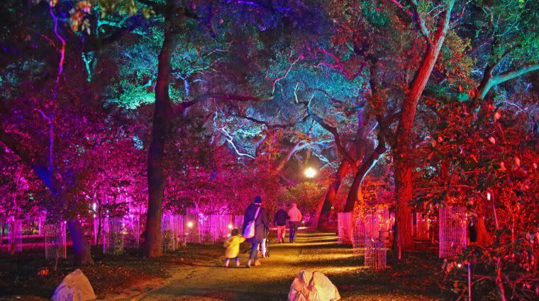 7) La Cañada Flintridge, California: Enchanted: Forest of Light at Descanso Gardens