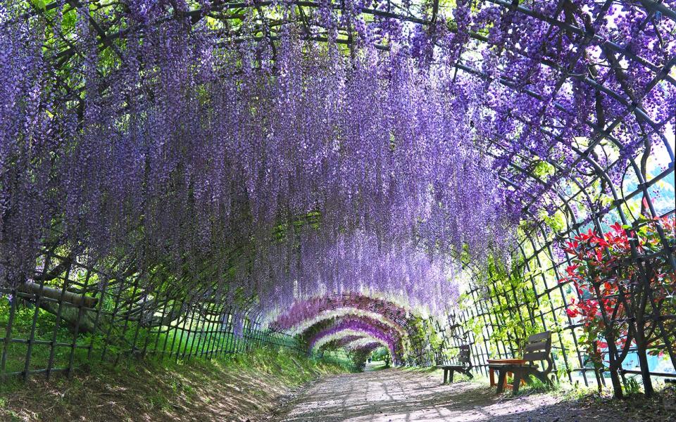 <p>This tunnel of cascading wisteria flowers is a literal dream come true. If you’ve ever wanted to actually live inside a watercolor, head to the Kawachi Fuji Gardens.</p>