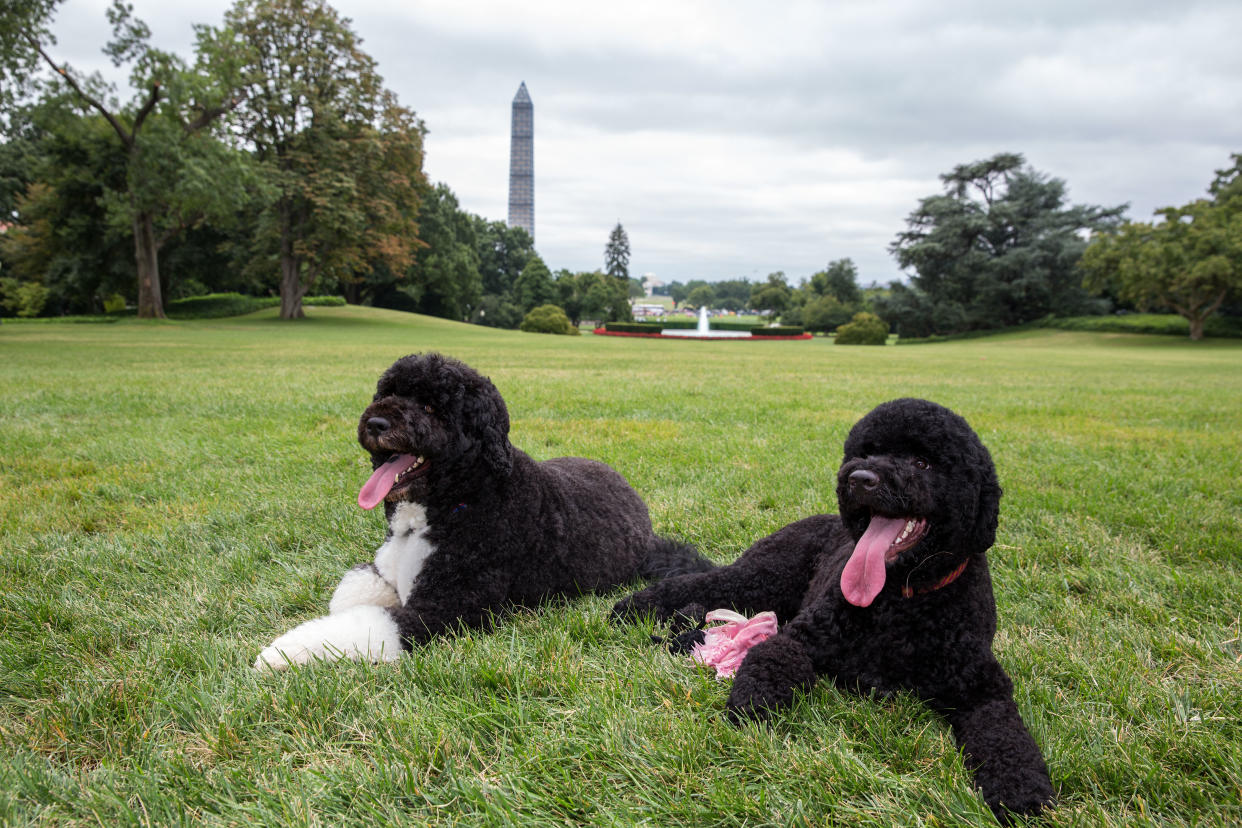 Former first lady Michelle Obama celebrated National Pet Day with a photo of Bo and Sunny on Instagram. (Photo: Pete Souza/White House via Getty Images)