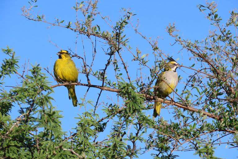 Aves autóctonas de El Espinal, Entre Ríos