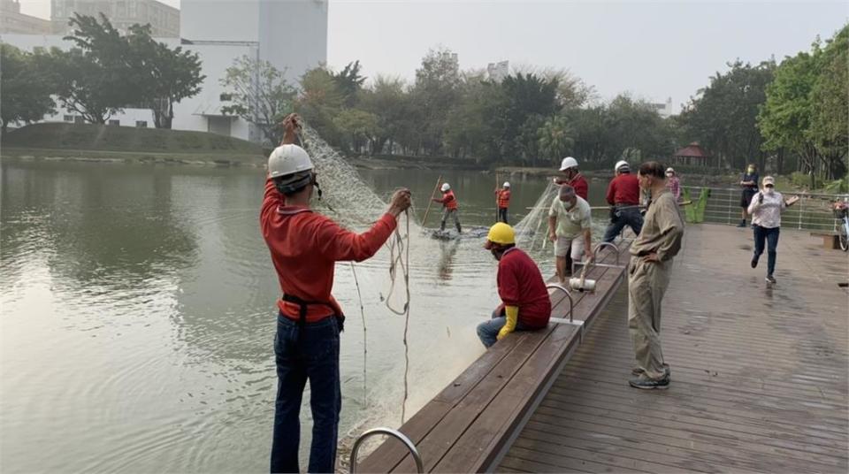 生態殺手現蹤台南！魚虎入侵新營1公園景觀湖　1大頭鰱魚疑慘遭攻擊