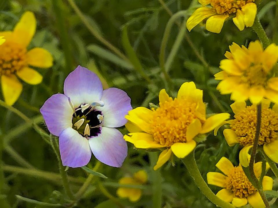 Wildflower balcony mix