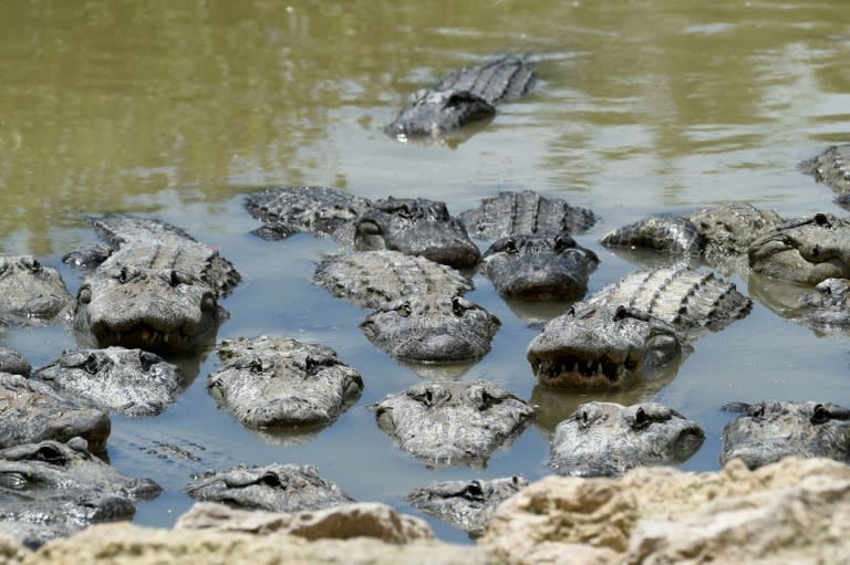 The Everglades' sawgrasses, swamps, tree islands and mangroves are home to a host of fascinating species, from American alligators to endangered hook-billed birds known as snail kites to invasive Burmese pythons