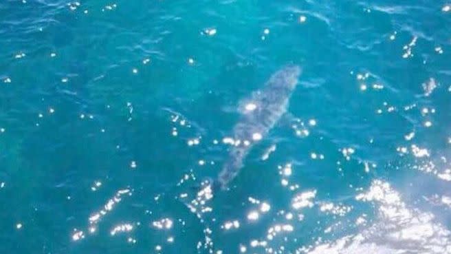 This shark, believed to be in excess of six metres, has been dubbed 'Jaws'. Photo: Facebook/Shark Alerts South Australia