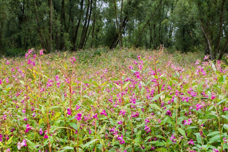 Dense grove of pink flowering plants