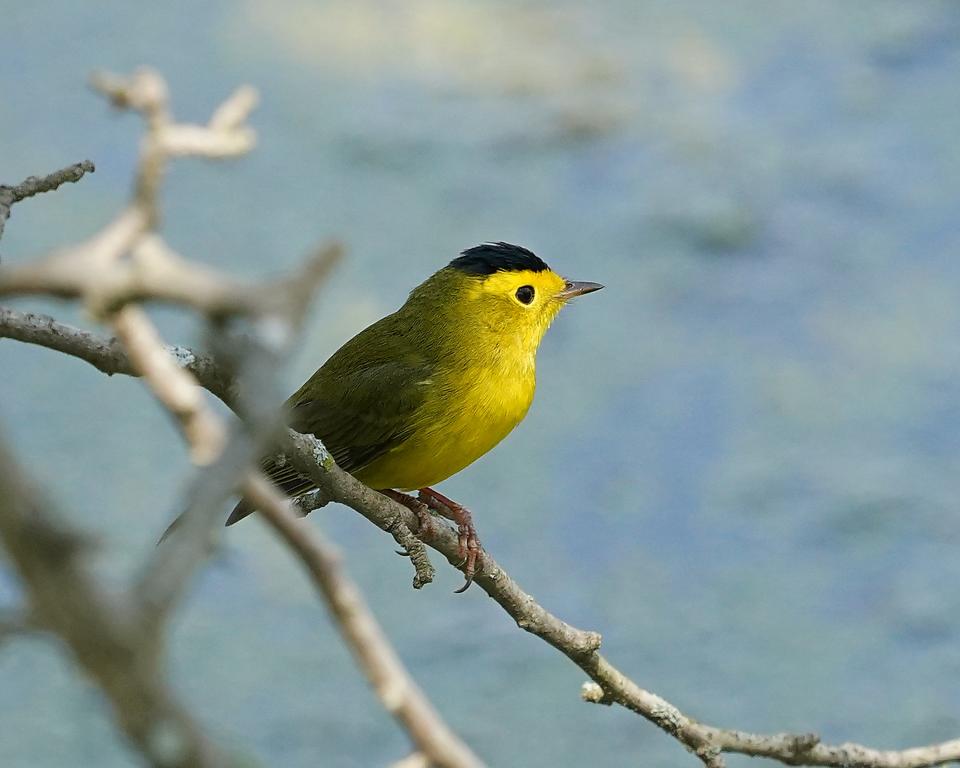 The black cap on a Wilson's warbler always reminds me of a bad hairpiece.