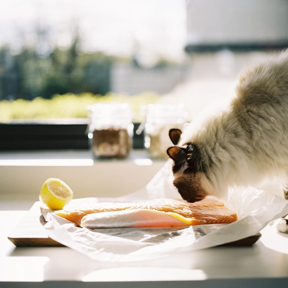 cat sniffing salmon on kitchen counter