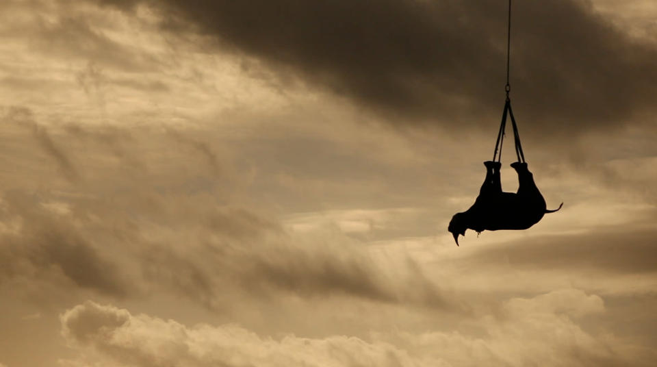 Airlifting Rhinos