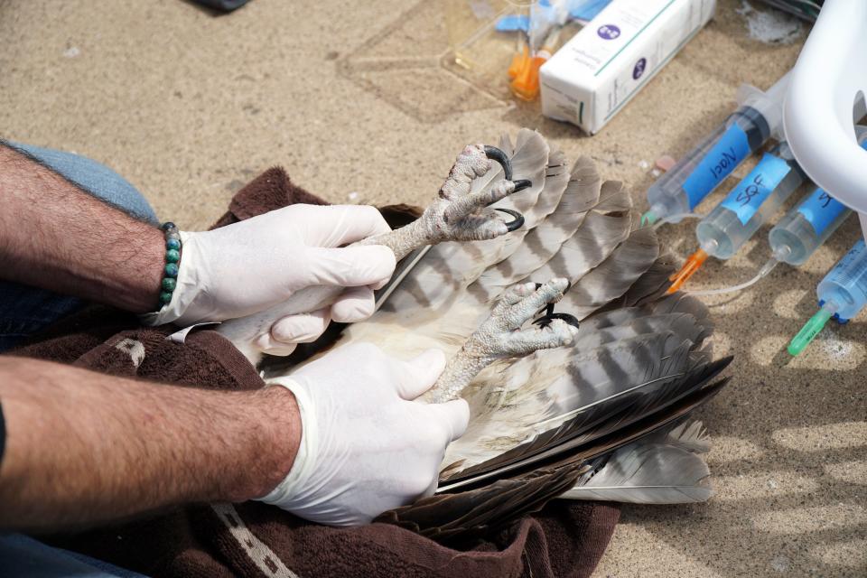 Dr. Jon Enyart, the senior director of the San Diego Humane Society's Project Wildlife program, removed the fishing line wrapped around an osprey's left leg. The fishing line had tethered her to her nest atop a 40-foot-tall spotlight pole in the coastal neighborhood of Ocean Beach.