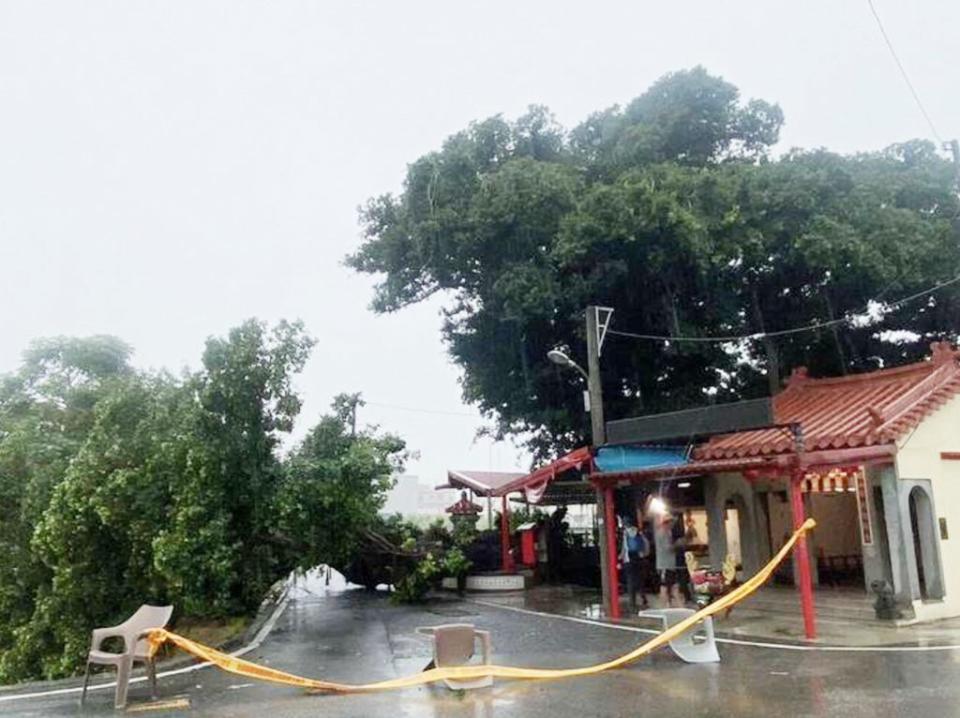 屏東縣萬丹鄉一棵近兩百歲的珍貴老榕樹倒地。（記者毛莉攝）