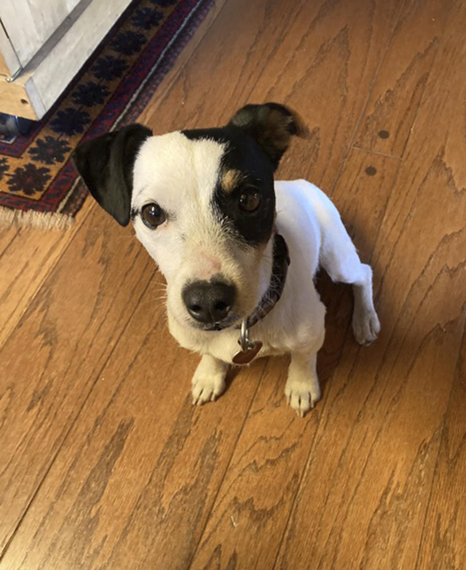 This image provided by Dana Holby shows her Jack Russell terrier Finney on Wednesday, Nov. 8, 2023, in Pagosa Springs, Colo. The faithful dog survived after spending more than 10 weeks by the side of her owner, Rich Moore, who died of hypothermia while hiking in the Colorado mountains. Finney has regained most of the weight she lost during her ordeal and is back on the hiking trails. (Dana Holby via AP)