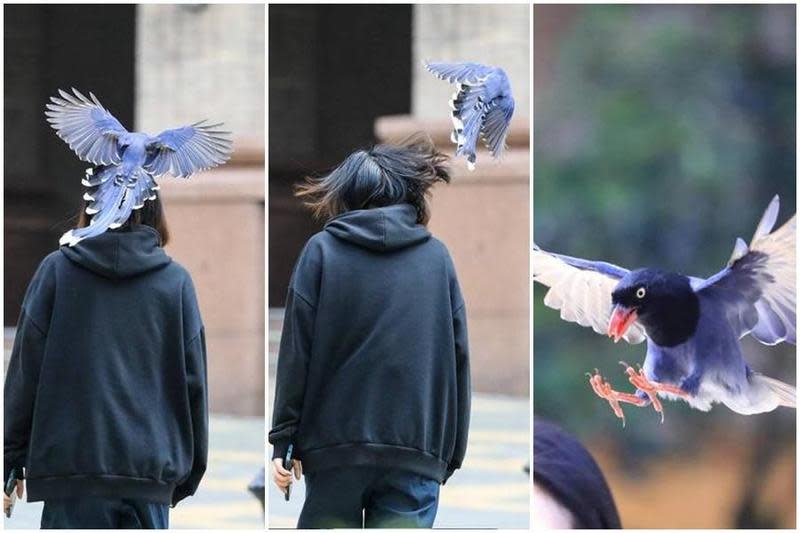 台灣國寶藍鵲近來在文化大學意見不合就巴頭，超萌畫面引發網友瘋轉發。（翻攝自中國文化大學官方臉書）