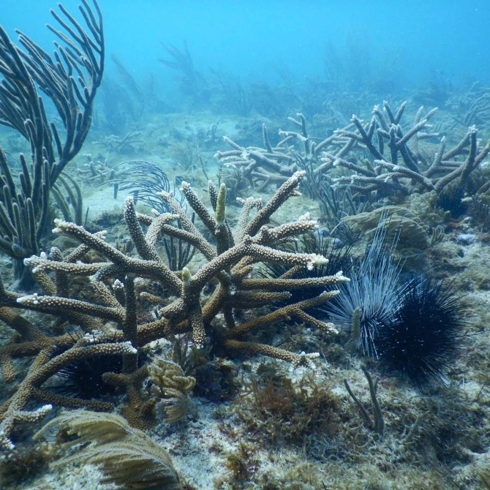 Urchins utilizing critically endangered staghorn corals for shelter one week after being placed on Rainbow Reef. These corals were restored in 2021 during the 100 yards of hope project. While urchins can help corals by eating algae, corals can also help urchins by providing valuable shelter. 