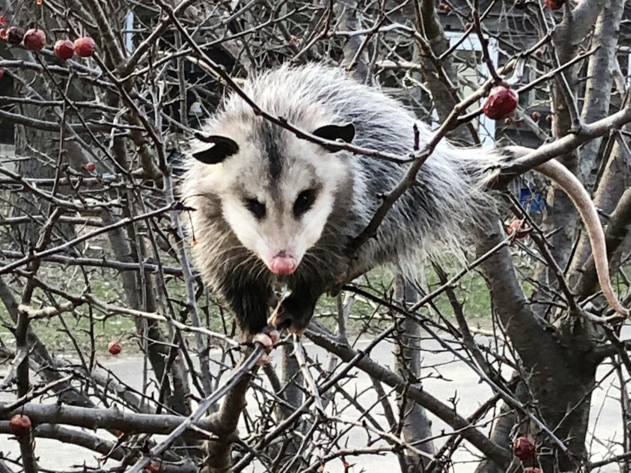 An opossum is attracted to the crabapple tree.