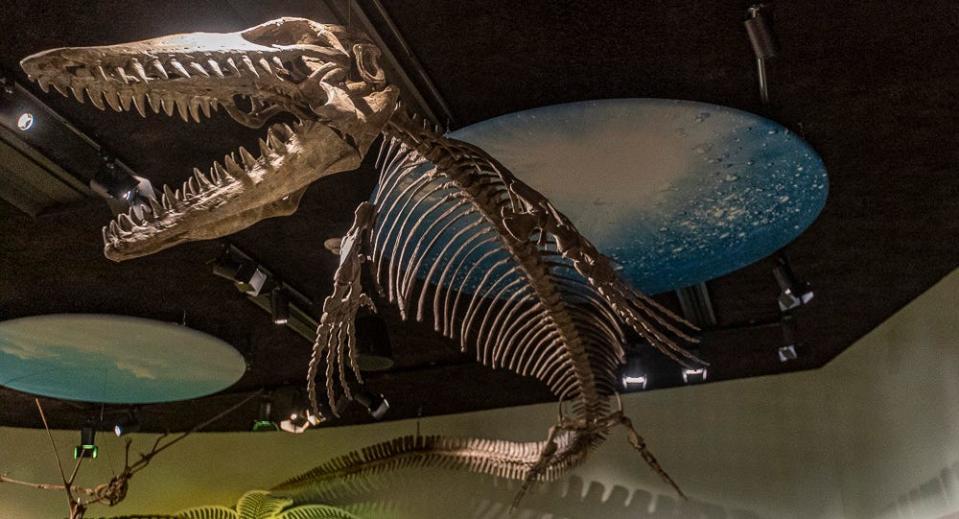 Skeleton of the Mosasaur (Mosasaurus hoffmannii) hangs in the PaleoZone exhibit at the Delaware Museum of Nature & Science, Wednesday, June 22, 2022.