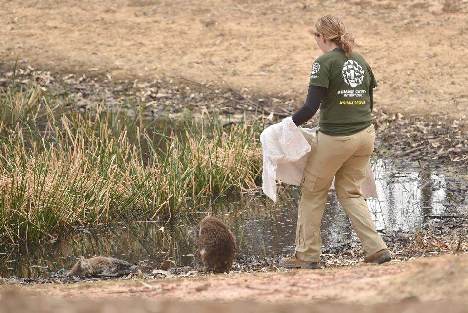 Specialist, Kelly Donithan approaches an injured Koala (AFP via Getty Images)