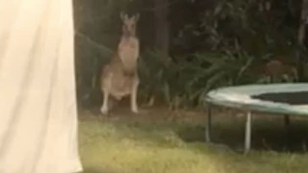 The kangaroo can be seen eyeing off Emma. Photo: YouTube