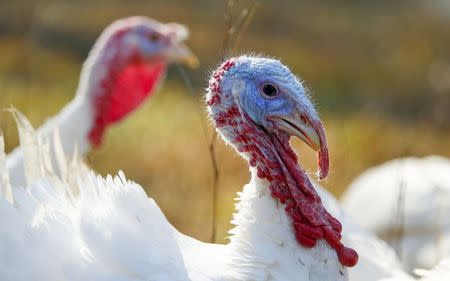 A group of Beltsville Small White turkeys are seen at the farm of Julie Gauthier in Wake Forest, North Carolina, November 20, 2014. REUTERS/Chris Keane