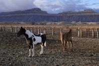 Horses stand on a farm Thursday, Jan. 25, 2024, in Green River, Utah. An Australian company and its U.S. subsidiaries are eyeing a nearby area to extract lithium, metal used in electric vehicle batteries. (AP Photo/Brittany Peterson)