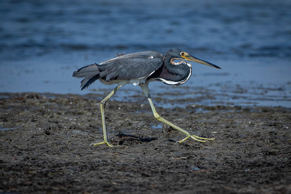 A tricolored heron walks through the JFK Causeway Wetlands, under the JFK Causeway, in Corpus Christi, Texas, on July 20, 2022.