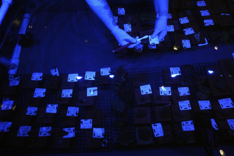 Under a special light, Brooke Zurita, a senior biologist at Moody Gardens, cleans coral specimens at the coral rescue lab in Galveston, Texas, Monday, Sept. 18, 2023. Samples of healthy corals from the sanctuary are being banked and studied in the lab. (AP Photo/LM Otero)