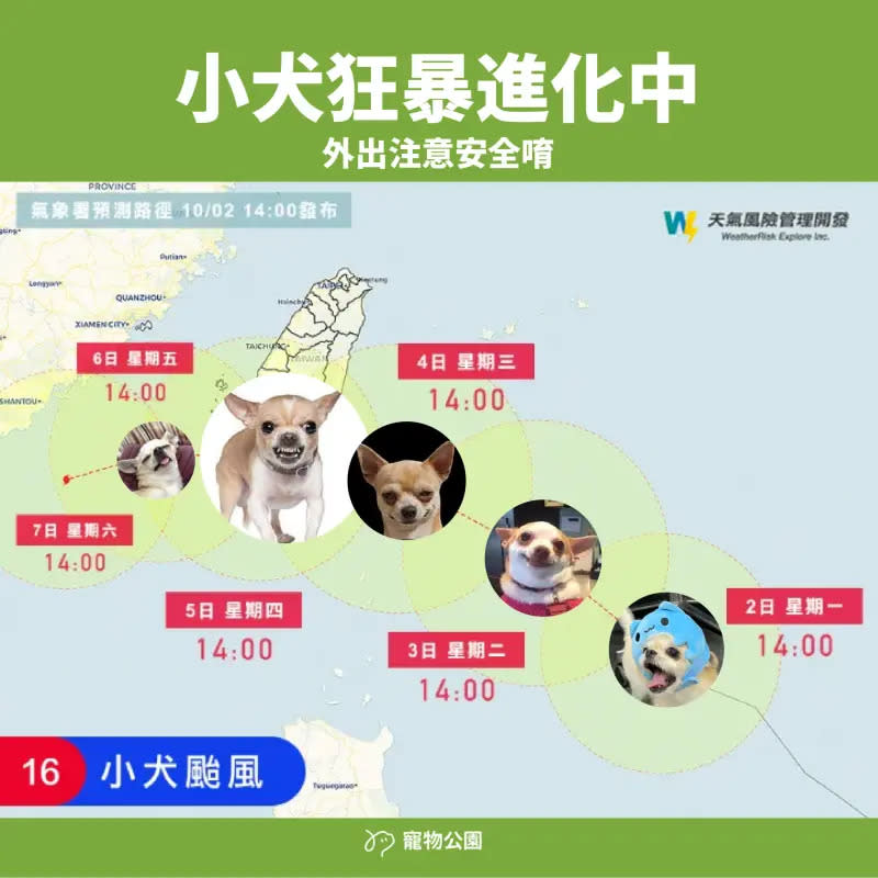 ▲小犬颱風（國際命名：Koinu）吉娃娃梗圖出籠！今天的小犬笑得讓你心裡發寒，明天的小犬就恐怖「吉」了。（圖／寵物公園臉書）