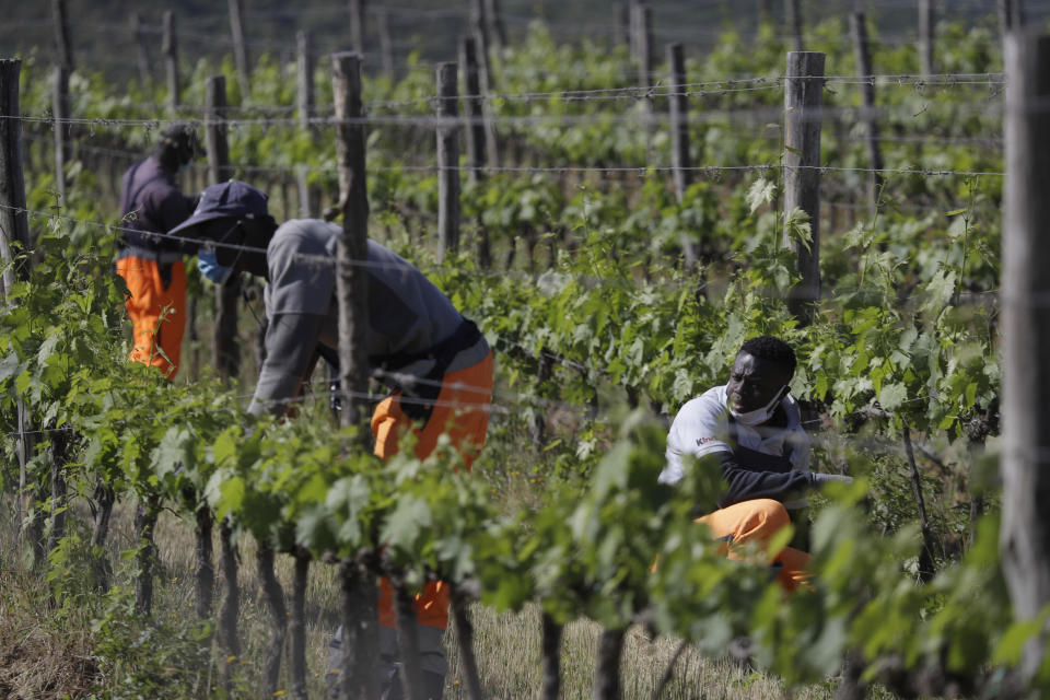 Ehikwe Ambrose, of Nigeria, right, works on a grapevine with workmates Ibrahima Fofana, of Mali, center, and Samadou Yabati, of Togo, at the Nardi vineyard in Casal del Bosco, Italy, Thursday, May 27, 2021. It is a long way, and a risky one. But for this group of migrants at least it was worth the effort. They come from Ghana, Togo, Sierra Leone, Pakistan, Guinea Bissau, among other countries. They all crossed the Sahara desert, then from Libya the perilous Mediterranean Sea until they reached Italian shores, now they find hope working in the vineyards of Tuscany to make the renown Brunello wine. (AP Photo/Gregorio Borgia)