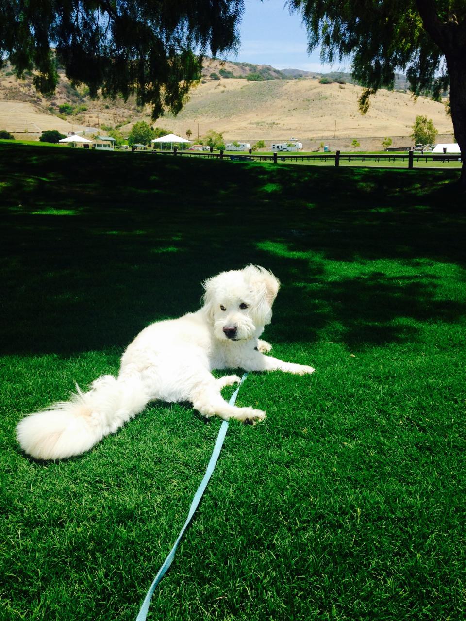 Dougie the rescue pup loves California sunshine and teaching others how to do the "Dougie."