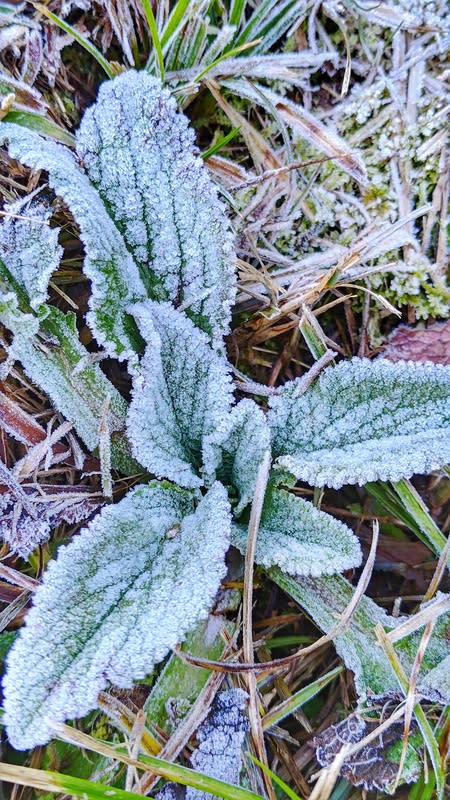 林業署表示，在寒流來襲幾天，仍有機會看到飄雪情景。   圖：翻攝自農業部林業及自然保育署台中分署官網