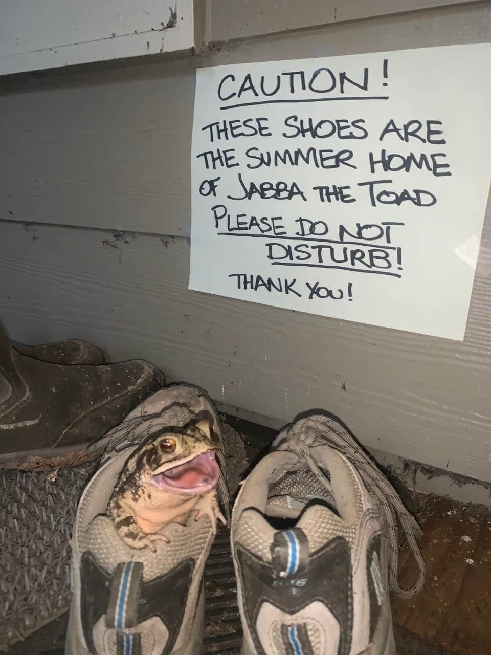 A toad inside one of two sneakers, with handwritten sign above: "Caution: These shoes are the summer home of Jabba the Toad, PLEASE DO NOT DISTURB! Thank you"