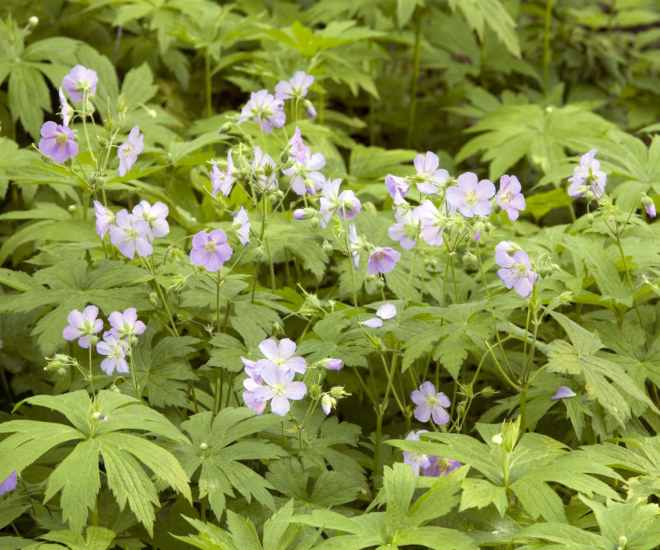 hardy geraniums Geranium maculatum flowering in border