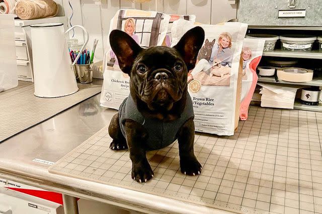 <p>Martha Stewart/ Instagram</p> Puppy Luna Moona