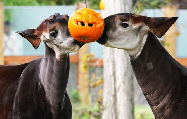 Halloween at London Zoo