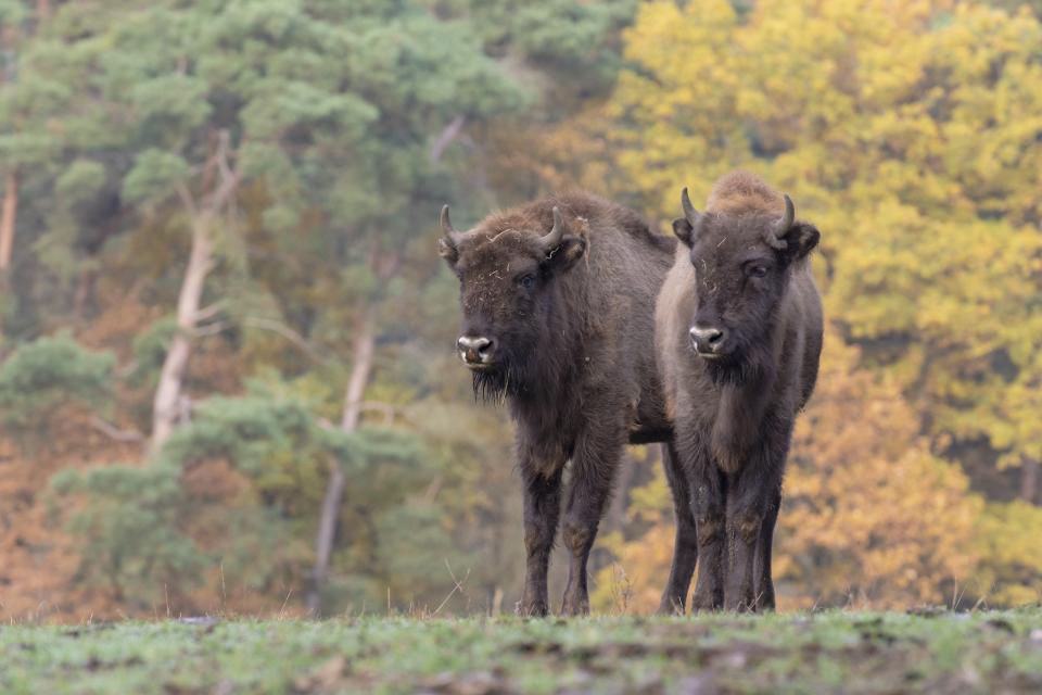 El bisonte europeo vive en libertad