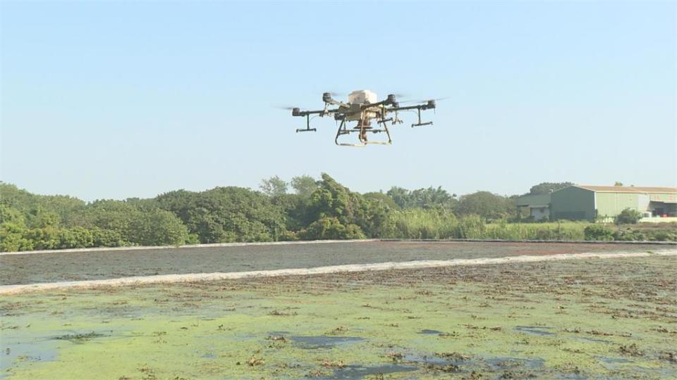 稻種「披覆鐵粉」防鳥啄食　取代浸泡農藥、保育生態