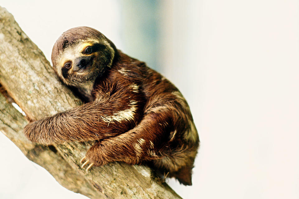 Happy International Sloth Day! Enjoy These 12 Snuggly Pics of Our Favorite Furry Creatures