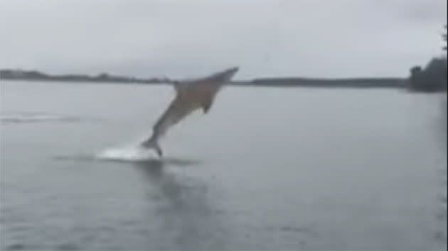 The 3m shark can be seen launching itself out of the water, edging itself toward the fishermen. Photo: Paul Adlington