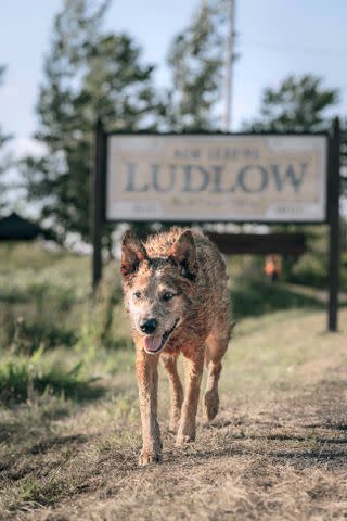 <p>Philippe Bosse/Paramount </p> Jellybean the canine actor in Pet Sematary: Bloodlines