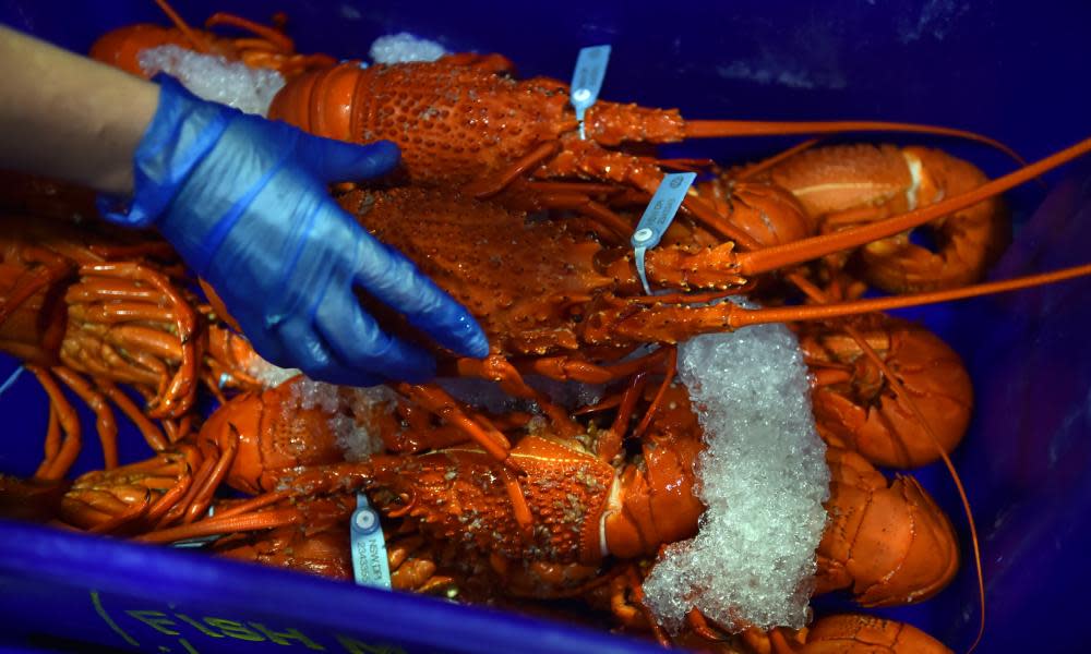 Cooked lobsters for sale in the auction house at the Sydney Fish Market in Sydney.