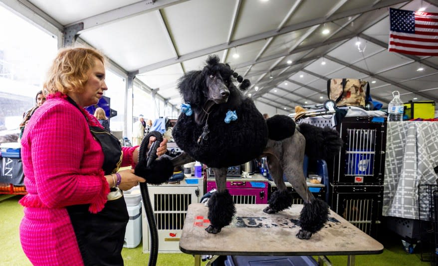 A standard poodle named Robert is groomed by Rebecca Arch of Fredonia, New York.