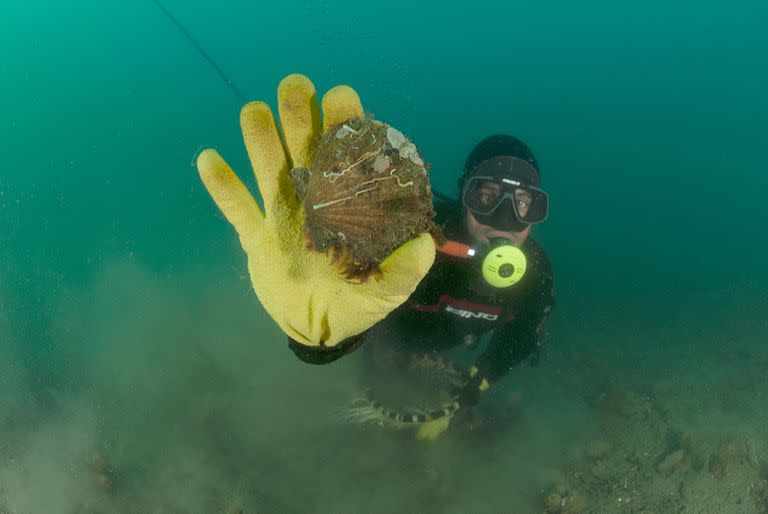 Buceo en el Golfo San José de la península Valdés, sobre la playa Larralde