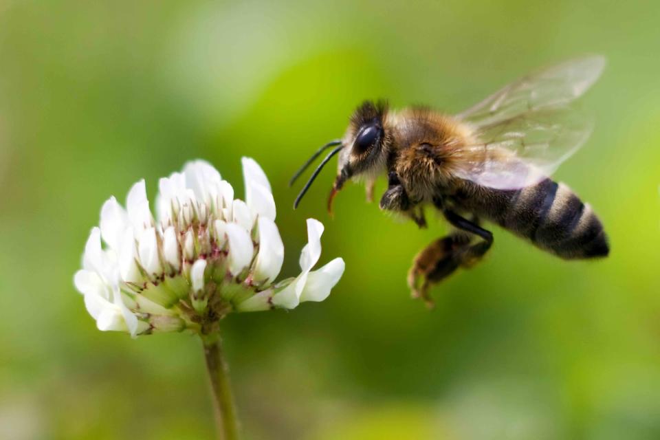 Kees Smans / Getty Images A honey bee in flight