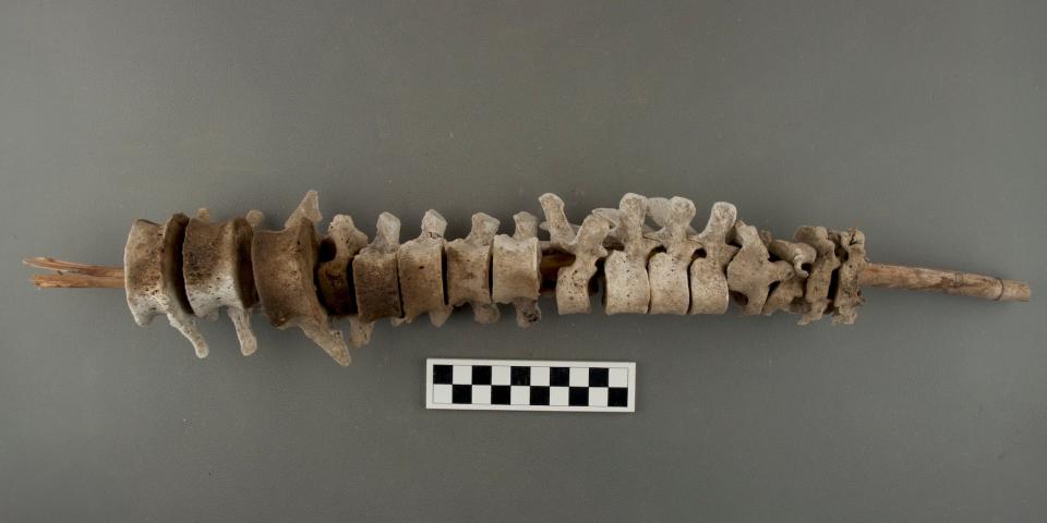 An example of a vertebrae-on-post is show on a plain background next to a ruler for scale.