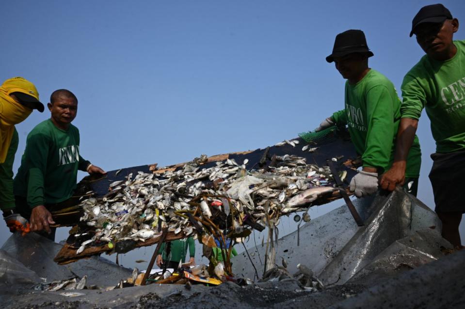 Filipinas tiene un problema difícil de gestionar con la basura y la contaminación. En la imagen, los trabajadores recolectan miles de peces muertos en la Bahía de Manila, una de las vías fluviales más contaminadas del país. (Foto: TED ALJIBE vía Getty Images)