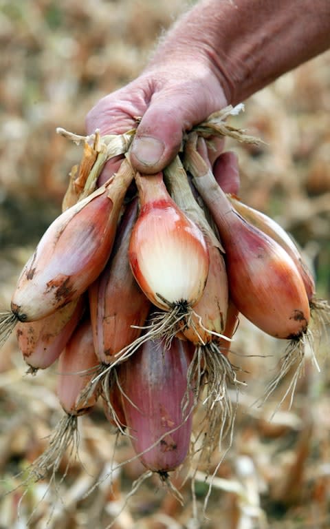 Shallots - Credit: Philip Hollis for DT Weekend