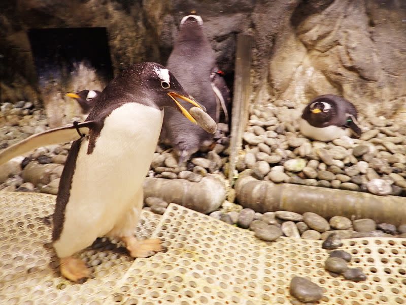▲ 海生館極地水域打造 「企鵝不太乖成長日記」。（圖／屏東海生館提供）