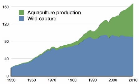 Figure 3 - Wild fish catch has stagnated since the 1990s, as declining wild fish populations have made it harder and harder to bring fish in. Meanwhile, aquaculture (farmed fish) has boomed to take up the slack. Source: FAO