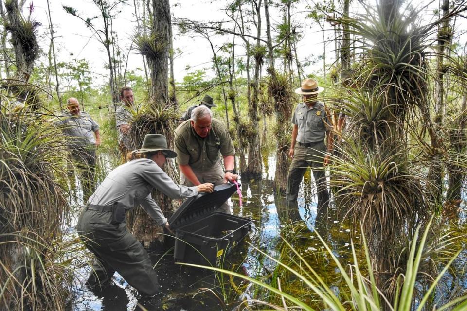 U.S. Dept. of Interior Secretary David Bernhardt in Big Cypress National Preserve in Southwest Florida helps release a male Burmese python with an implanted tracking device to lead biologists to other invasive pythons.